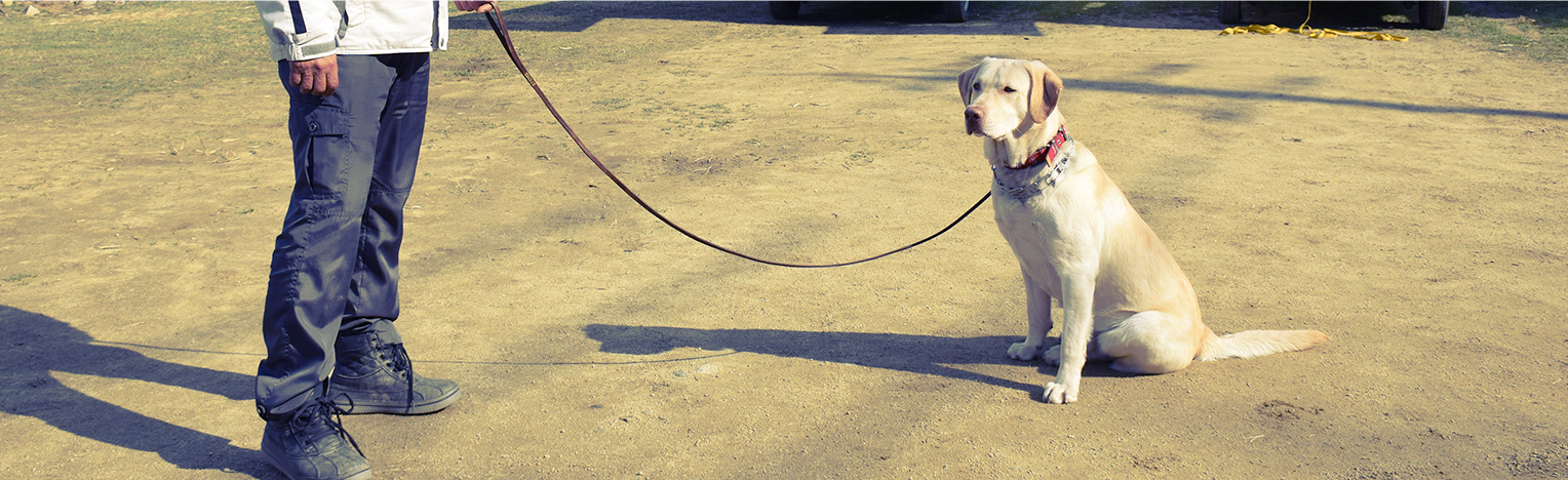 噛む しつけ 犬